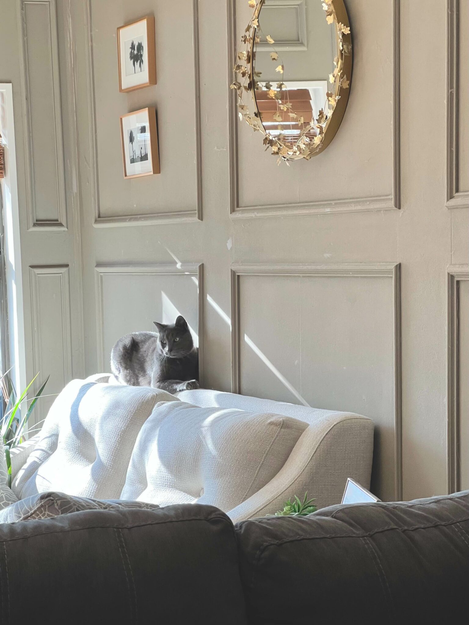 Welches Sofa bei Katzen? 6 goldene Regeln VOIIA.de