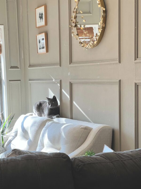 Welches Sofa bei Katzen: Katze auf der Couch-Rückenlehne