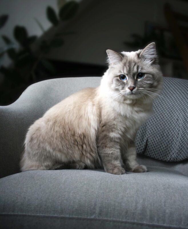 Graue Katze auf grauer Couch