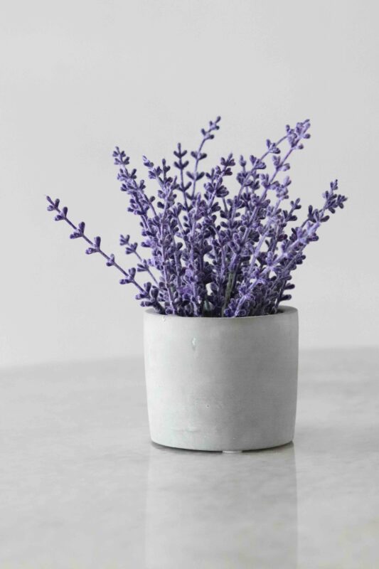 Pflanzen fürs Schlafzimmer Lavendel (Lavandula)