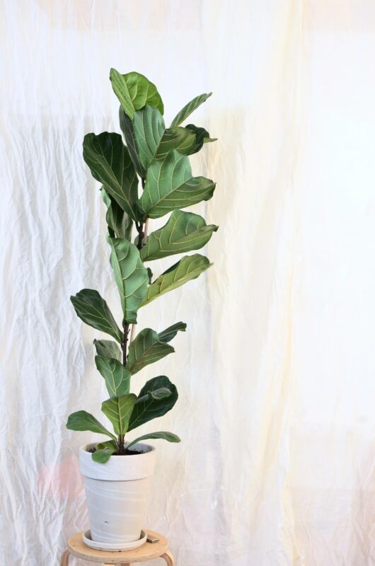 Pflanzen fürs Schlafzimmer Geigenfeige (Ficus lyrata)