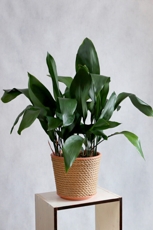 Grüne Zimmerpflanzen Gusseisenpflanze (Aspidistra elatior)