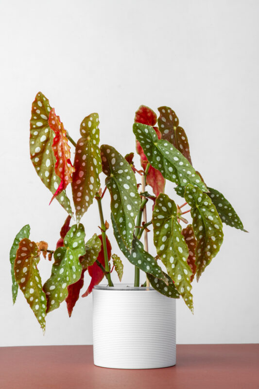 Zimmerpflanzen mit roten Blättern Forellenbegonie (Begonia Maculata)
