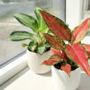 Zimmerpflanzen mit roten Blättern: Roter Kolbenfaden auf Fensterbrett