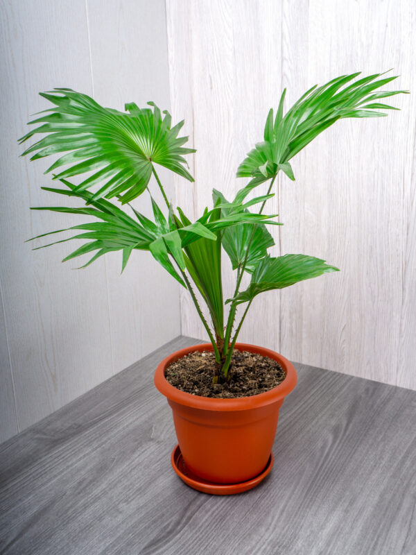Grüne Zimmerpflanzen Fächerpalme (Livistona rotundifolia)