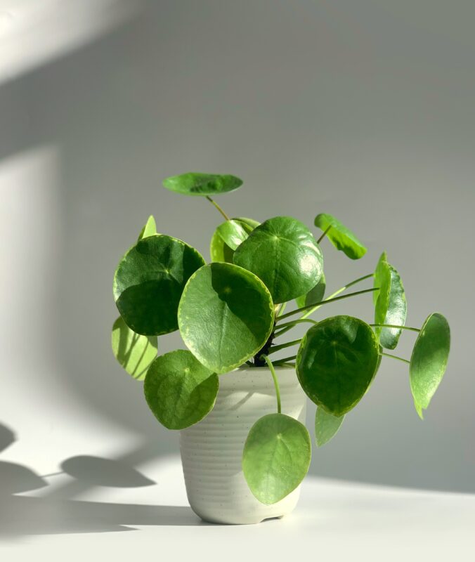 Grüne Zimmerpflanzen Ufopflanze (Pilea peperomioides)