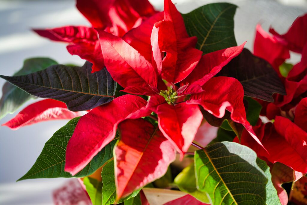 Zimmerpflanzen mit roten Blättern: Weihnachtsstern (Euphorbia pulcherrima)