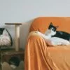 Katzenzimmer gestalten: Katzen auf Sofa