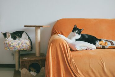 Katzenzimmer gestalten: Katzen auf Sofa